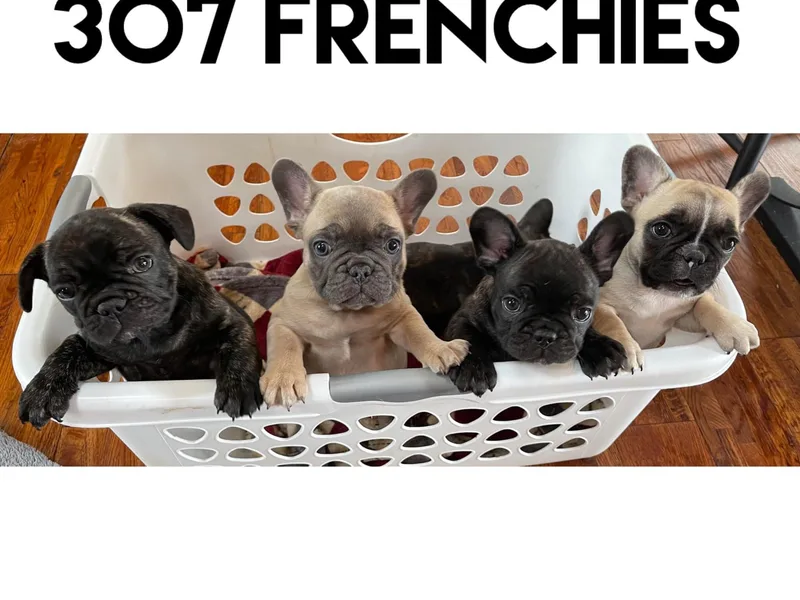 307 Frenchies