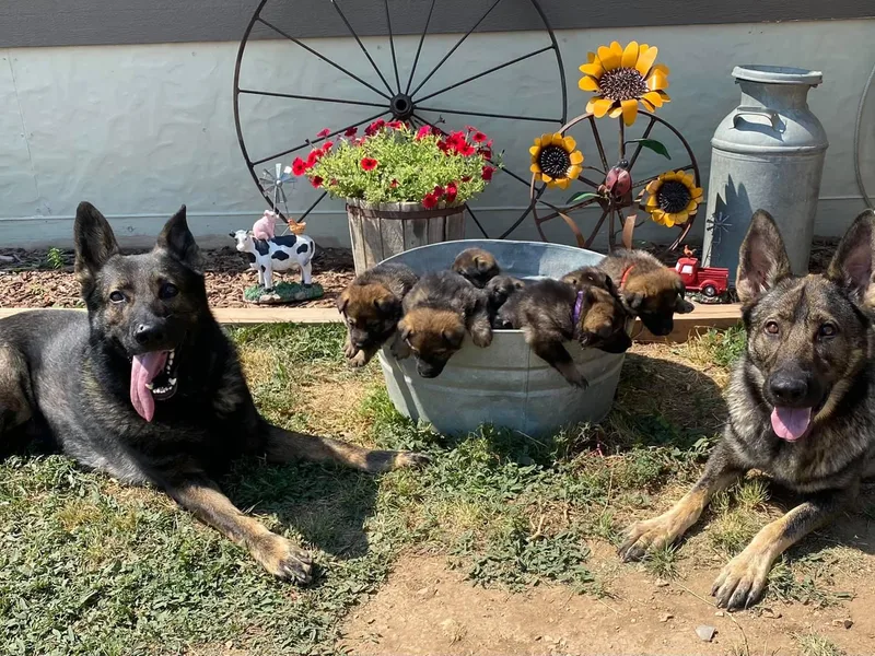 307 German Shepherds photo 1