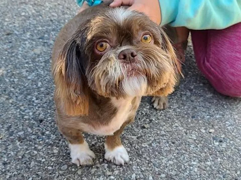 307 ShihTzus photo 1