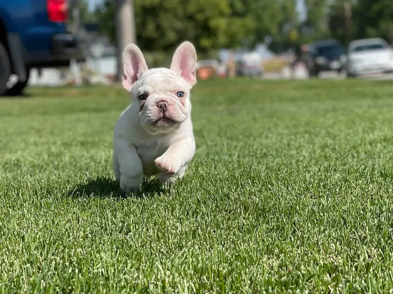 308 Frenchies