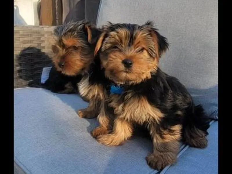 317YORKIES