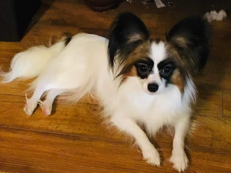 329 Cheerio Tiny Papillons