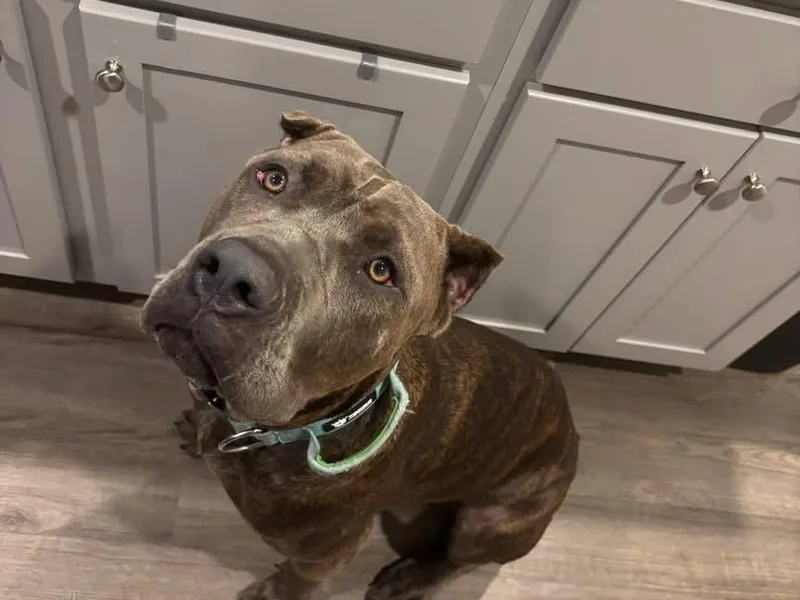 336 Cane Corso photo 1