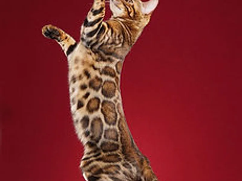 386AAABengals photo 1