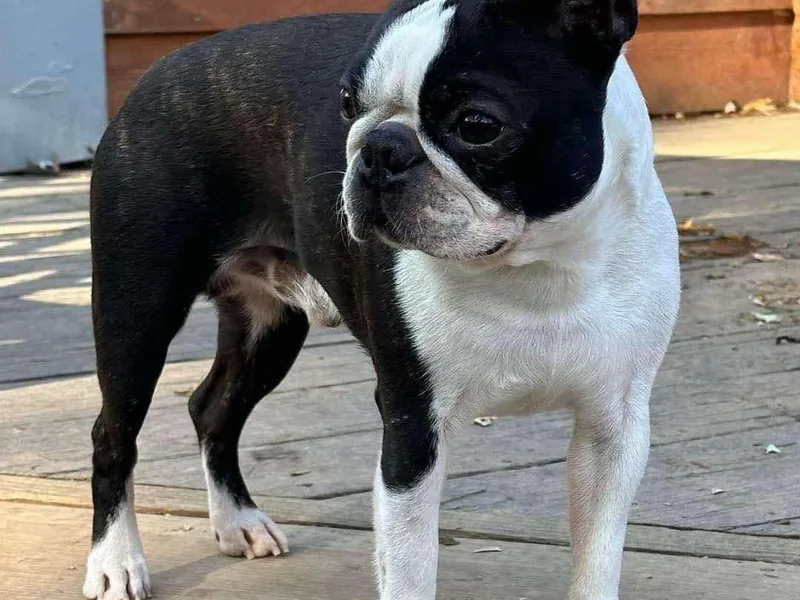 3B Kennels-Beth’s Best Boston’s photo 1