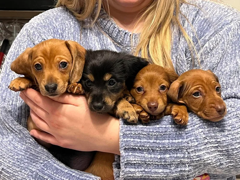 3C Miniature Dachshunds