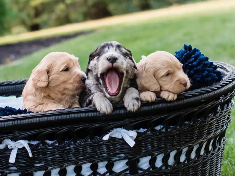 3D Designer Doodle Darlings