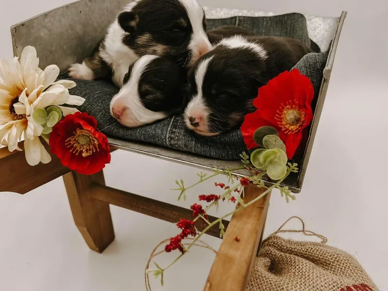 3F Farms- Pembroke Welsh Corgis and Irish Wolfhounds photo 1