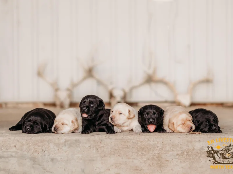 3H Livestock &amp; Labradors