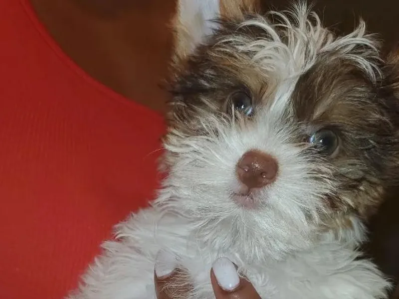 3Hpartiyorkies photo 1