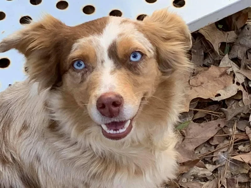 3J Farms Mini Aussies photo 1