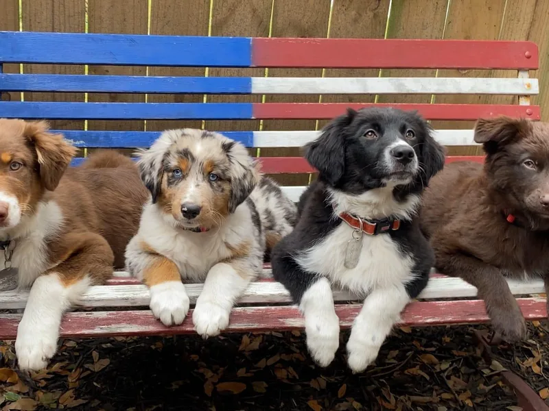 3M Australian Sheperds
