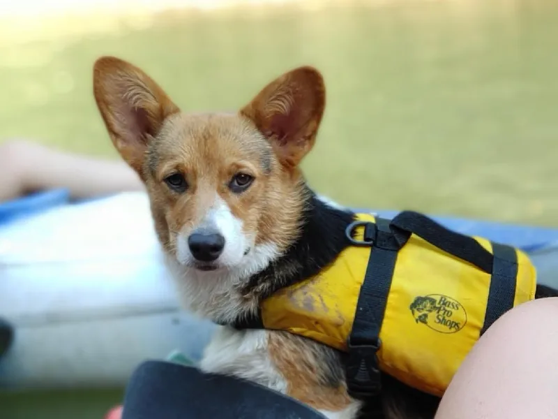 3TGStockdogs photo 1