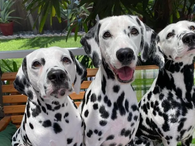 4 AM Dalmatians photo 1