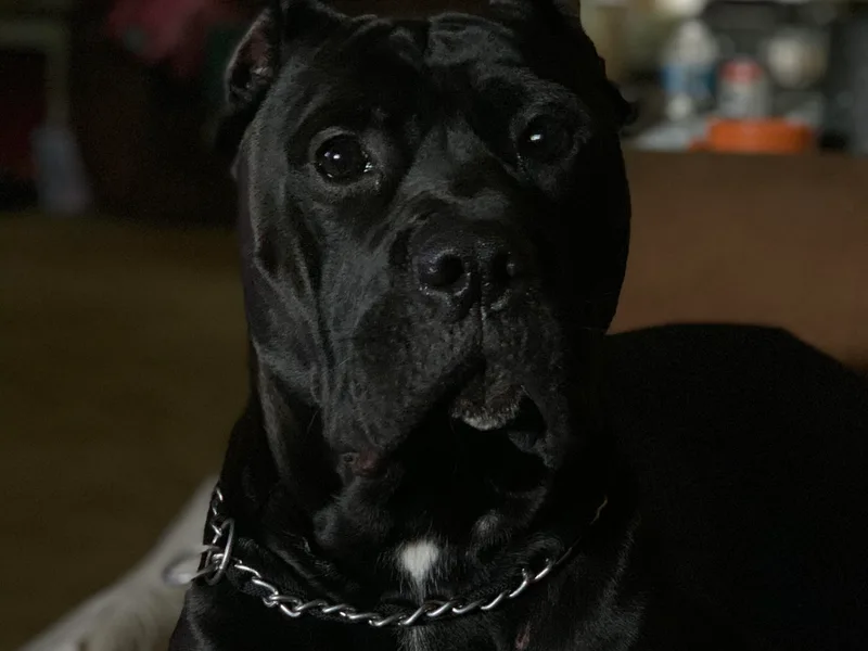 4-Boyd Kennels photo 1