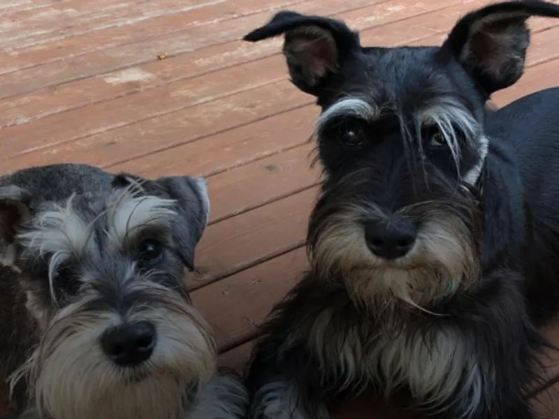 4 Ever Schnauzers