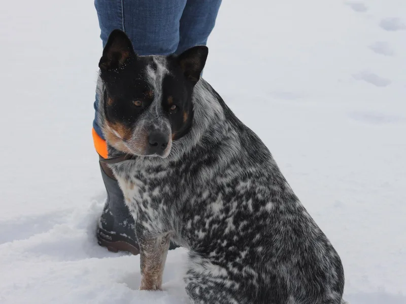 4 Hills Cattle Dogs
