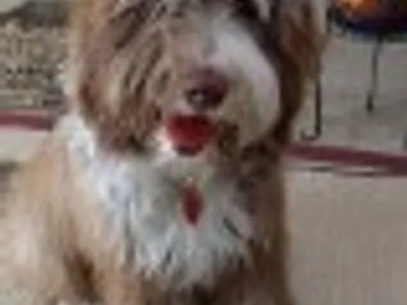 4 Paws Pet Care photo 1