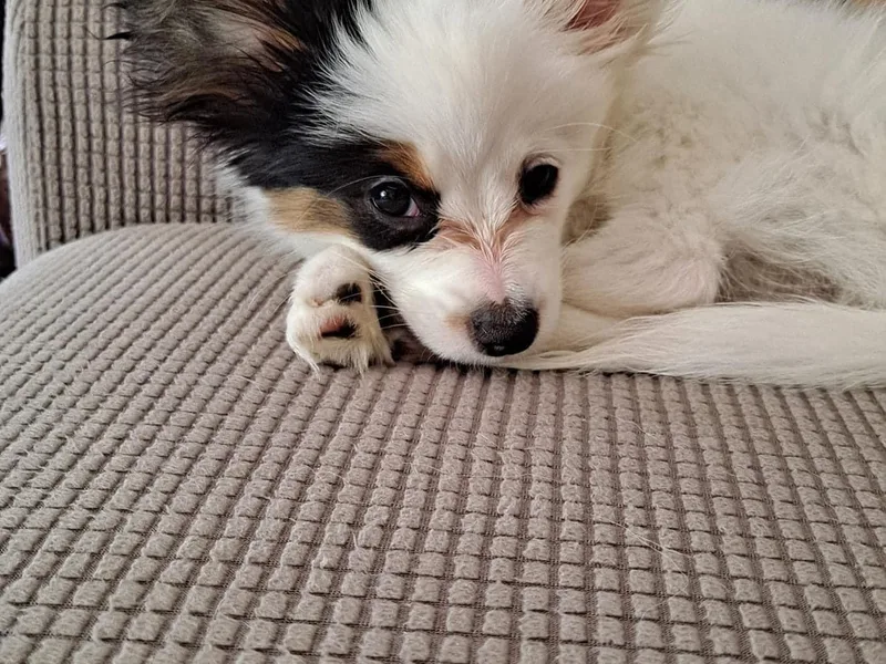 4 Paws Piper's Legacy Papillons