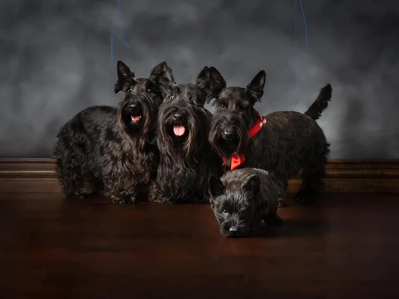 4 Scotts and a Dox photo 1