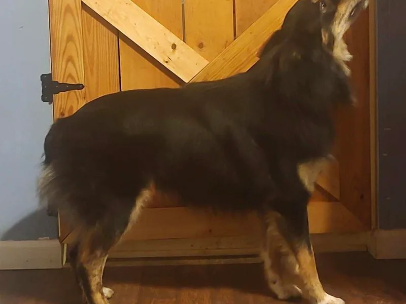 4 Star Doodles photo 1