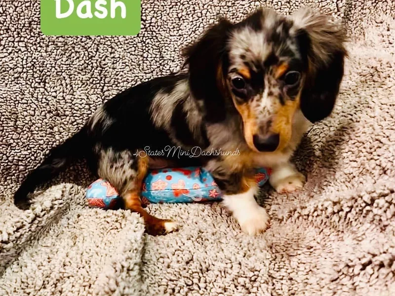 4 States Mini Dachshunds