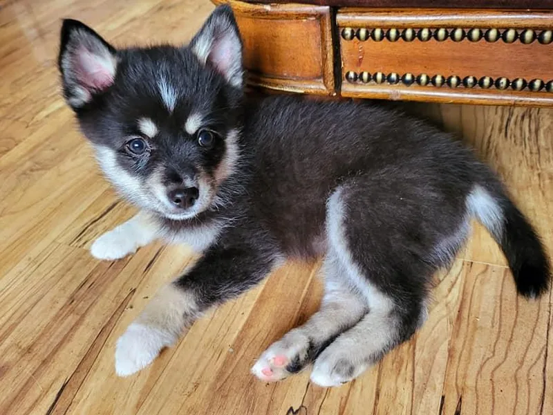 406 Pomskies photo 1
