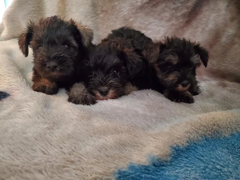 406mt schnauzers photo 1