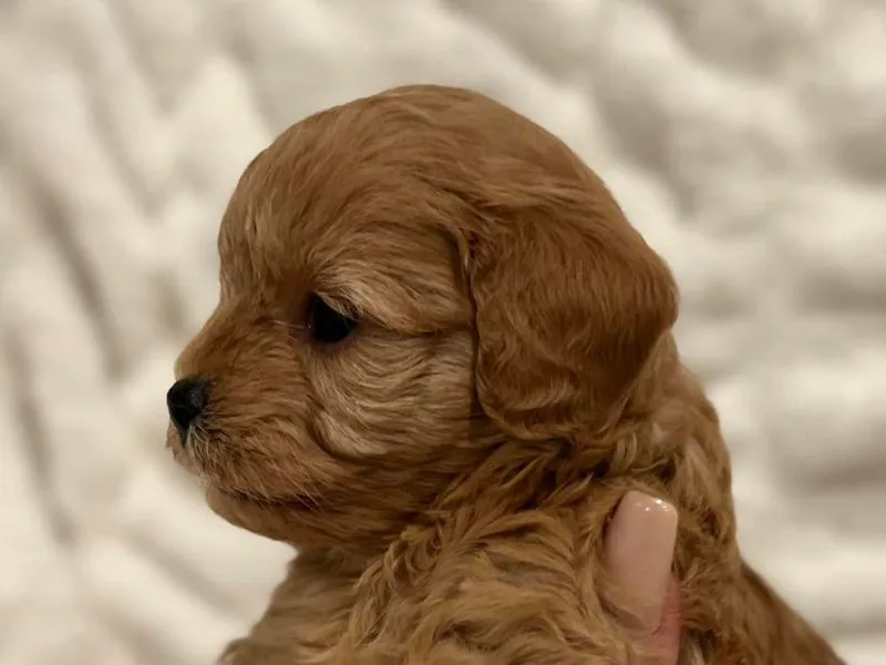 406springhilldoodles photo 1