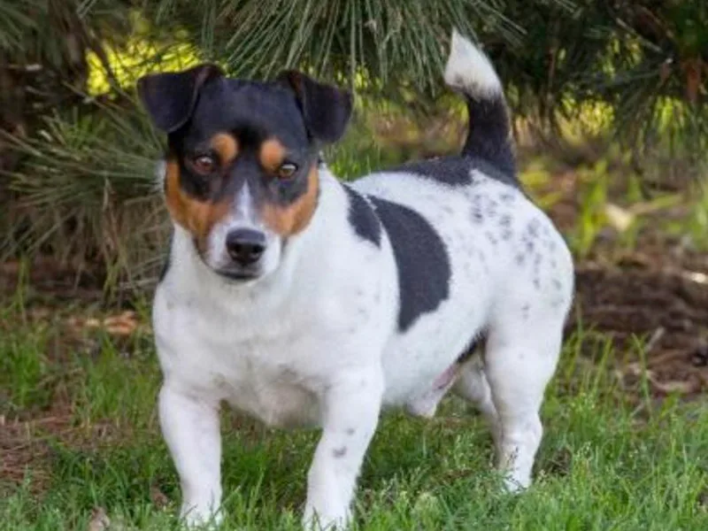 42 Jack Russell Terriers photo 1