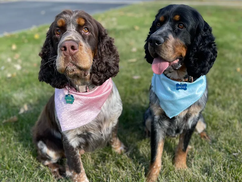 45 N Springers photo 1