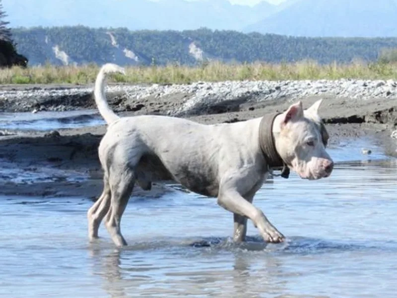 49th State Kennels photo 1
