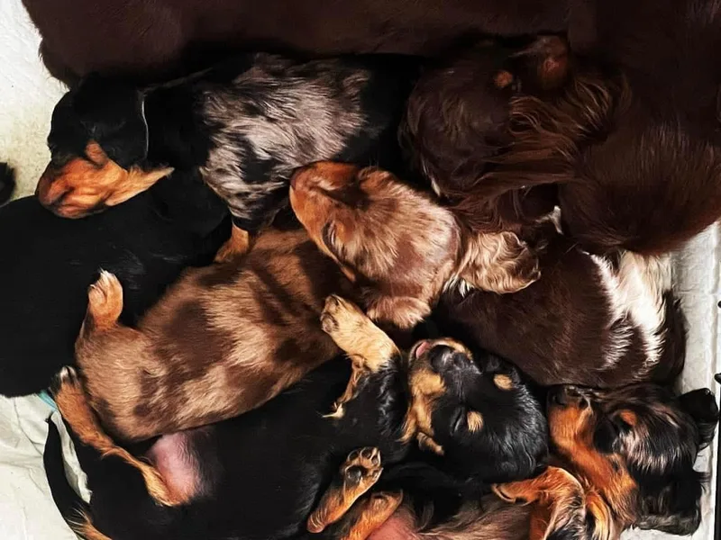 4B Dachshunds
