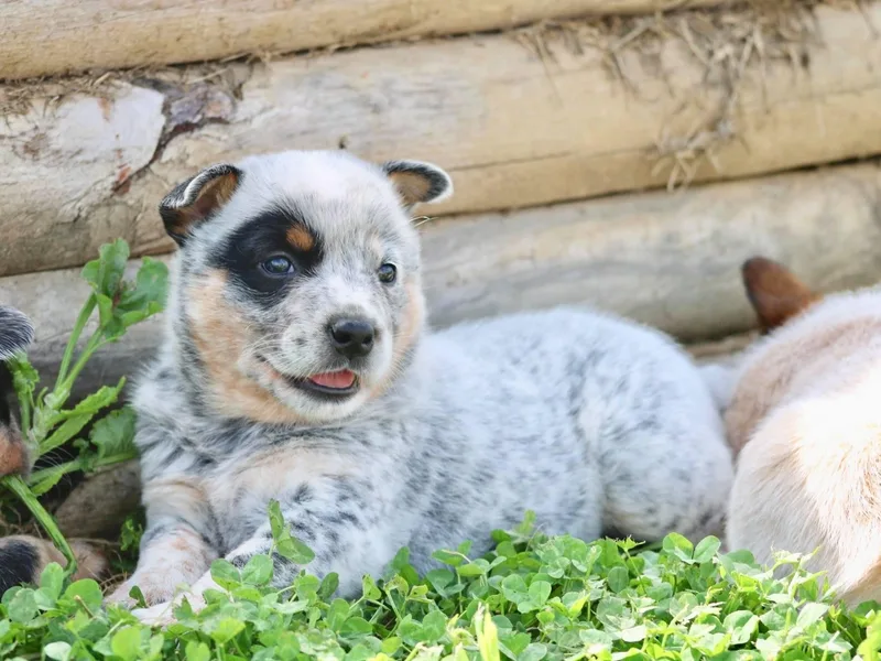4C Cattle Dogs