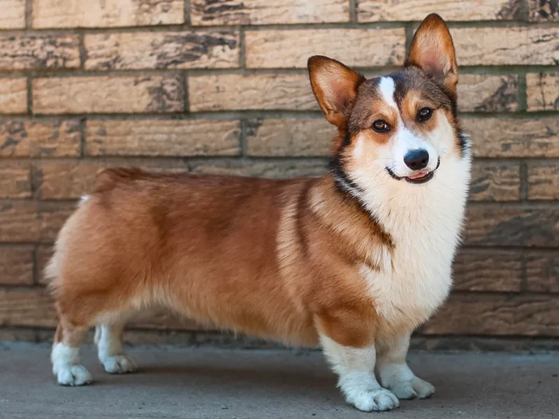 4C Corgi Ranch