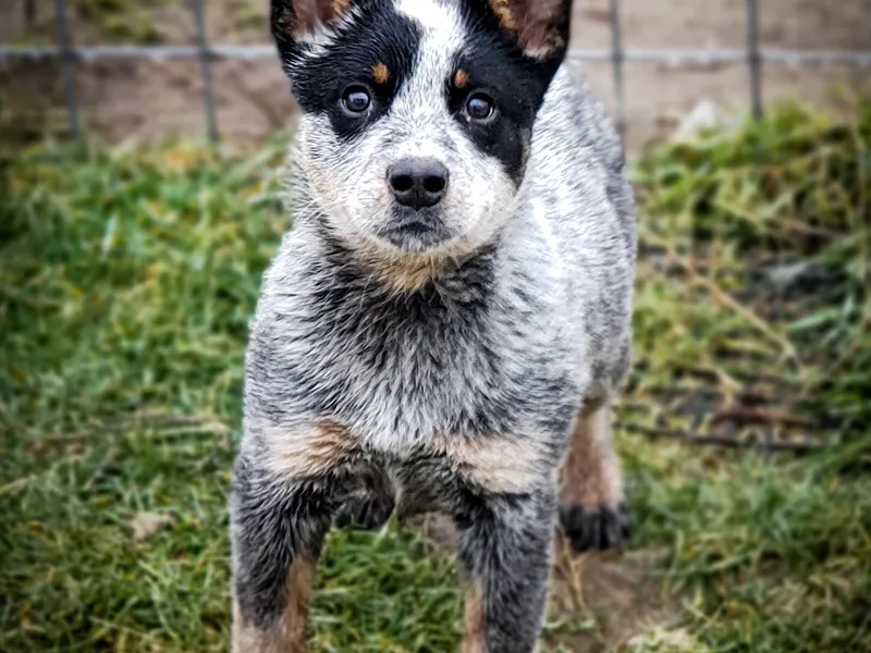 4D Cattle Dogs photo 1