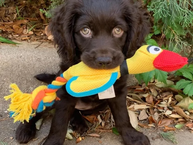 4DAcres Boykin Spaniels photo 1
