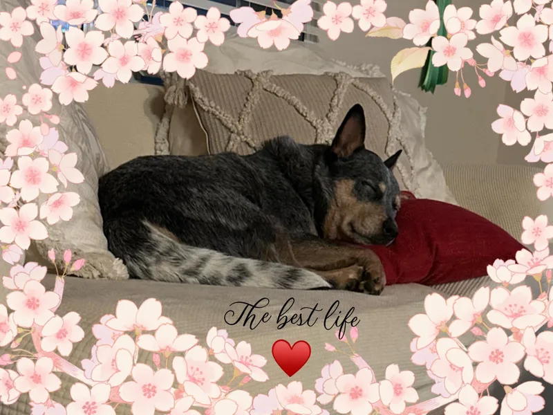 4Directions Cattle Dogs