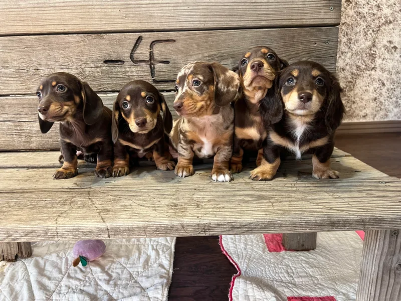 4E Dachshunds