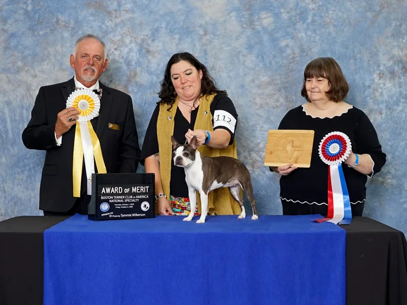 4Ever Boston Terriers &amp; Italian Greyhounds photo 1