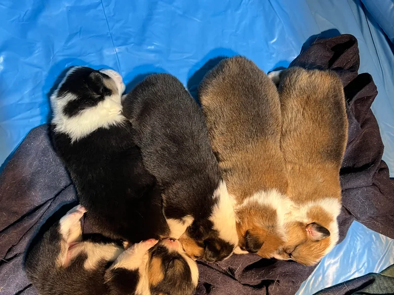 4G Farms Corgi’s