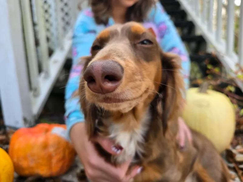 4H Farms Dachshunds
