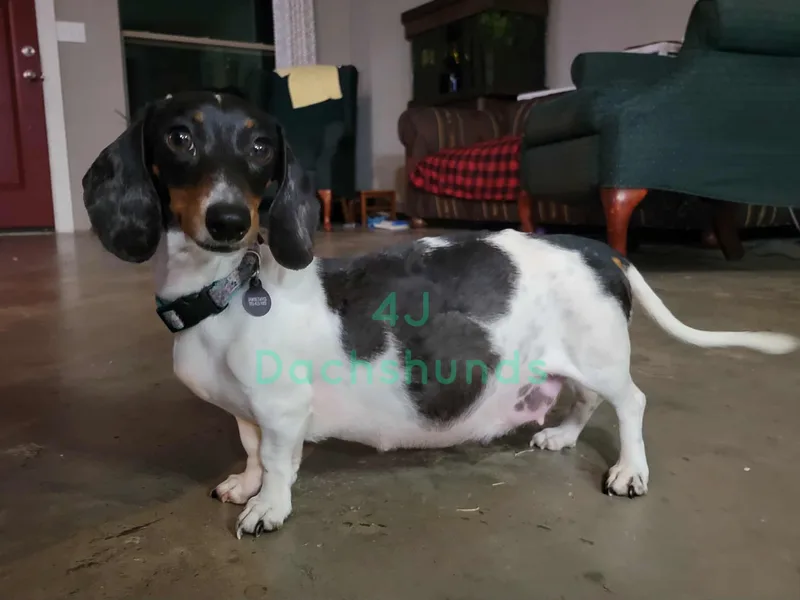 4J Dachshunds