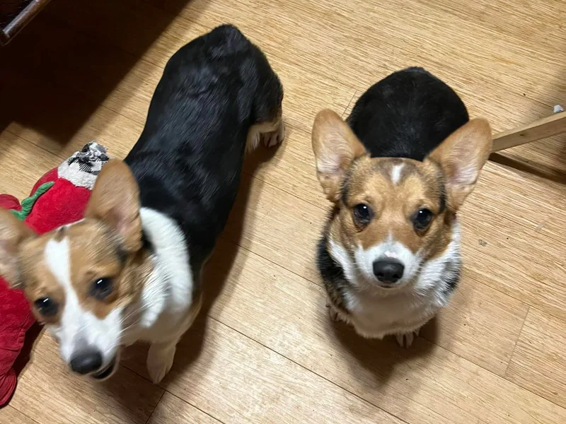 4J High Desert Corgis