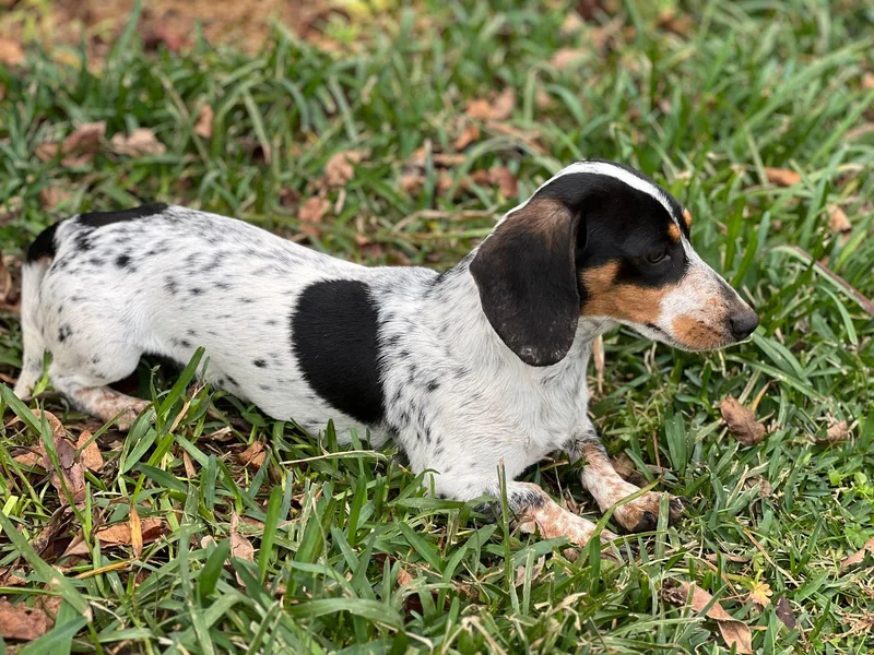 4J's Cajun Kennels