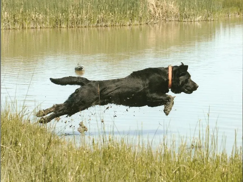 4K Labradors photo 1