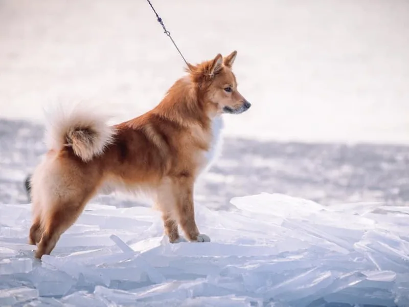 4Leaf Kennel photo 1