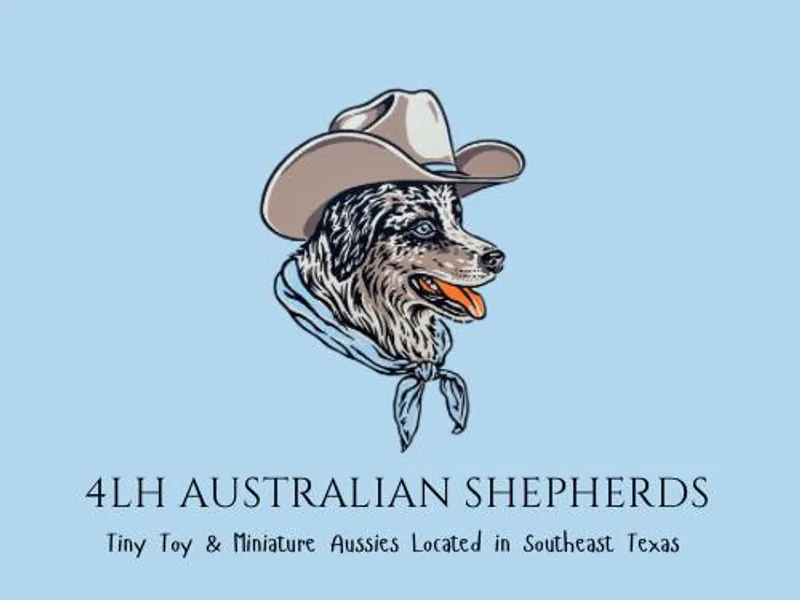 4LH Australian shepherds photo 1