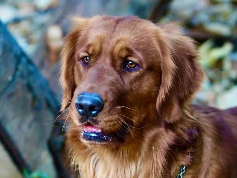 4LoveOfGoldens photo 1