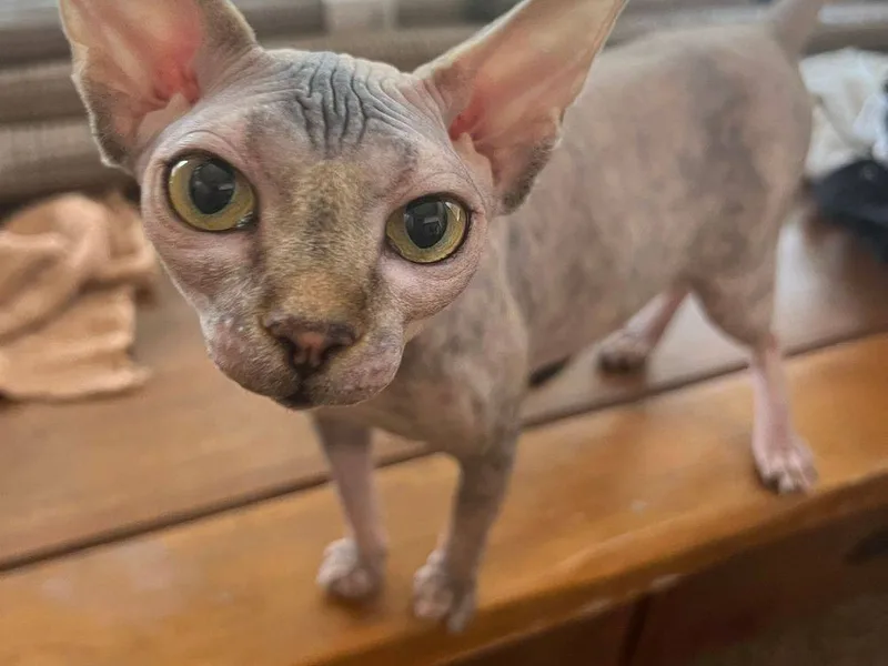 4Loveofthebreed photo 1